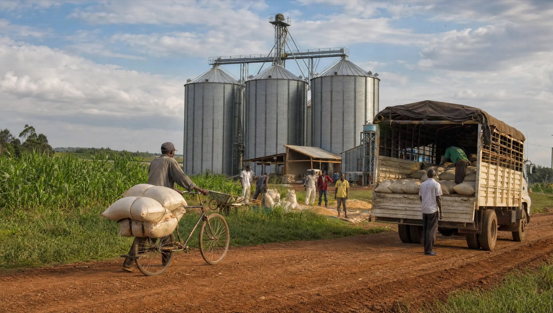 A farmer with sacks on a bicycle, a buyer's lorry, and the facility between them